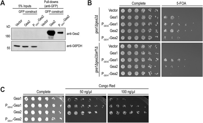 FIGURE 3: