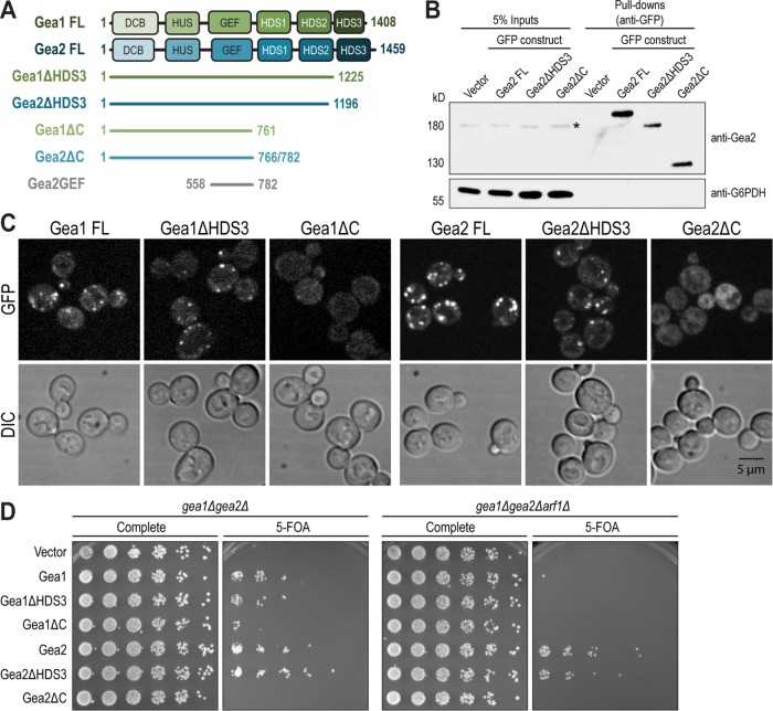 FIGURE 4: