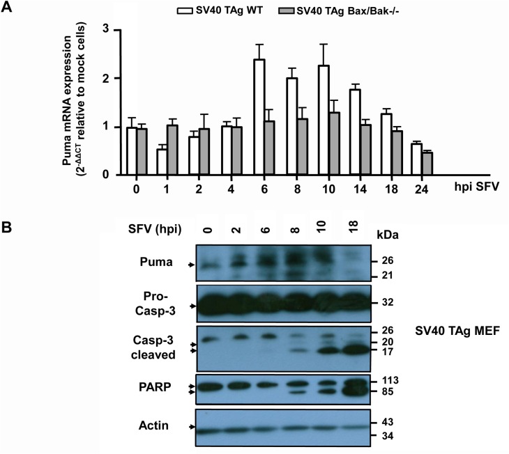 Fig 11