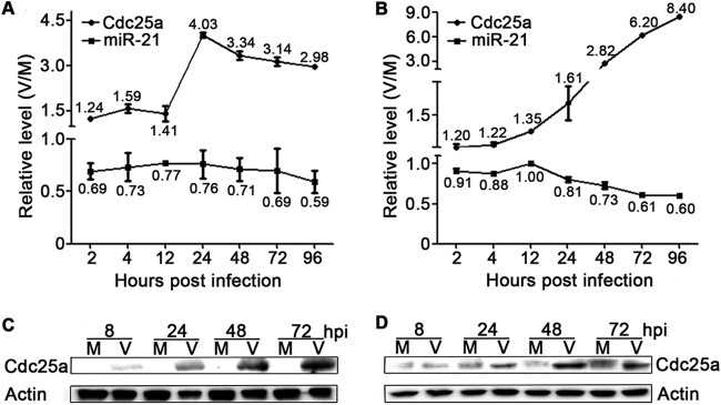 FIG 1