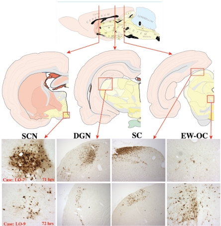 FIG. 9.