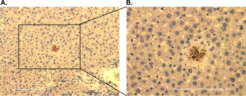 Fig. 8.