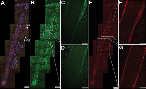 Fig.1