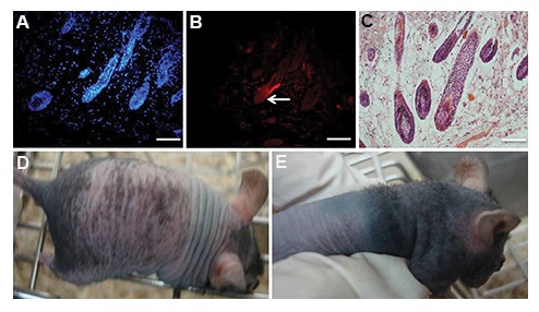 Fig.4