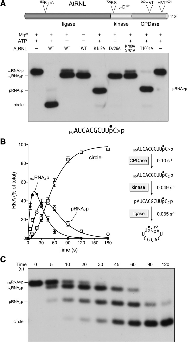 FIGURE 1.