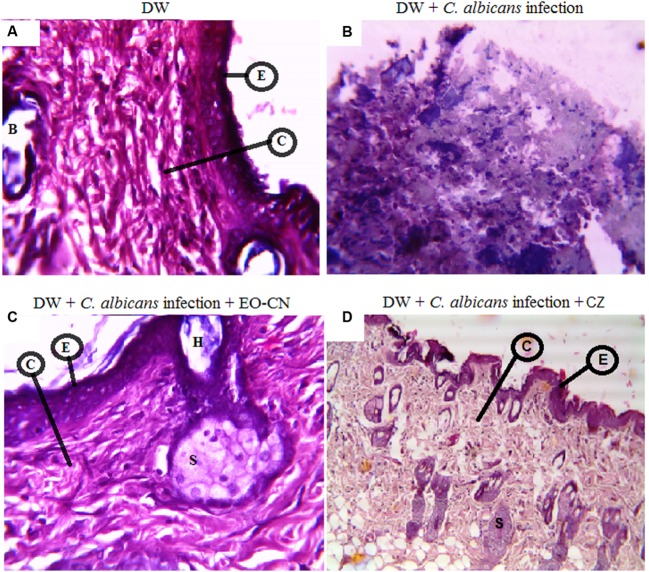 FIGURE 3