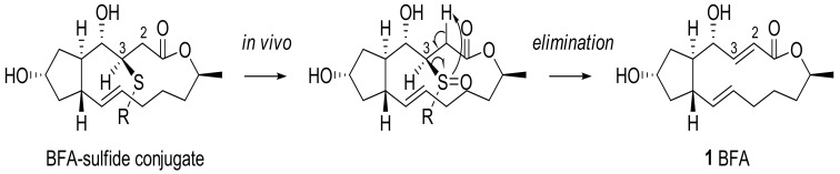 Scheme 5