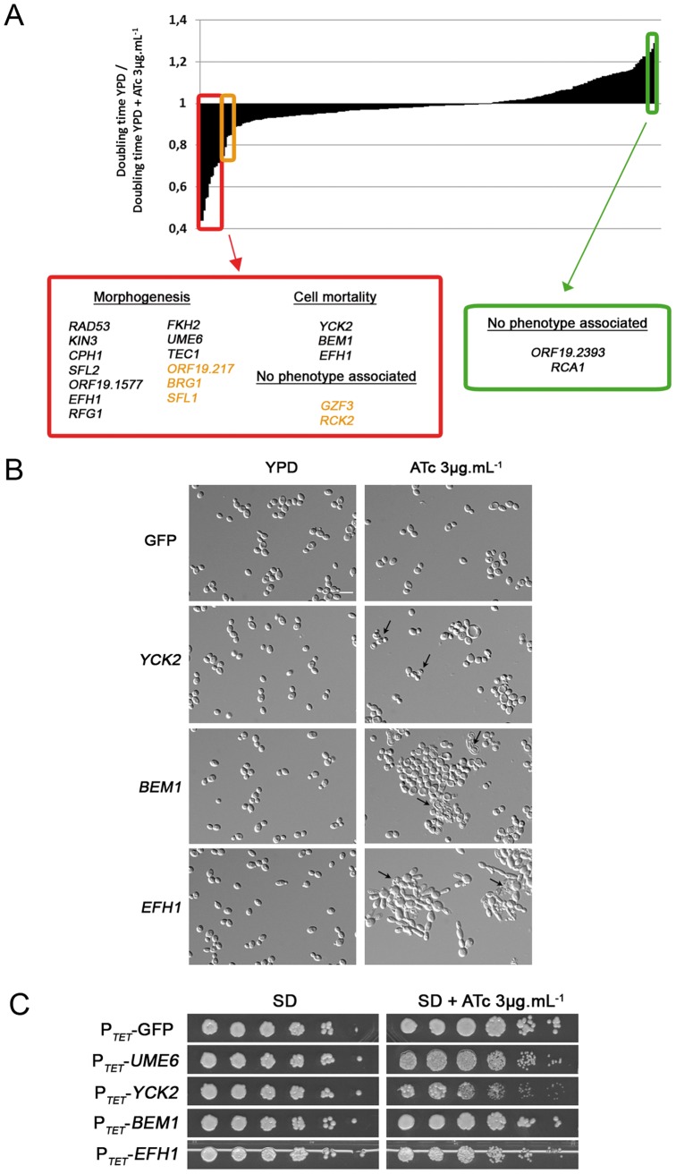 Figure 6