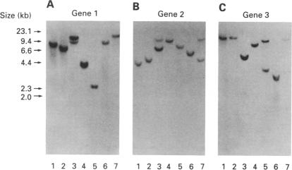 graphic file with name pnas01084-0569-a.jpg