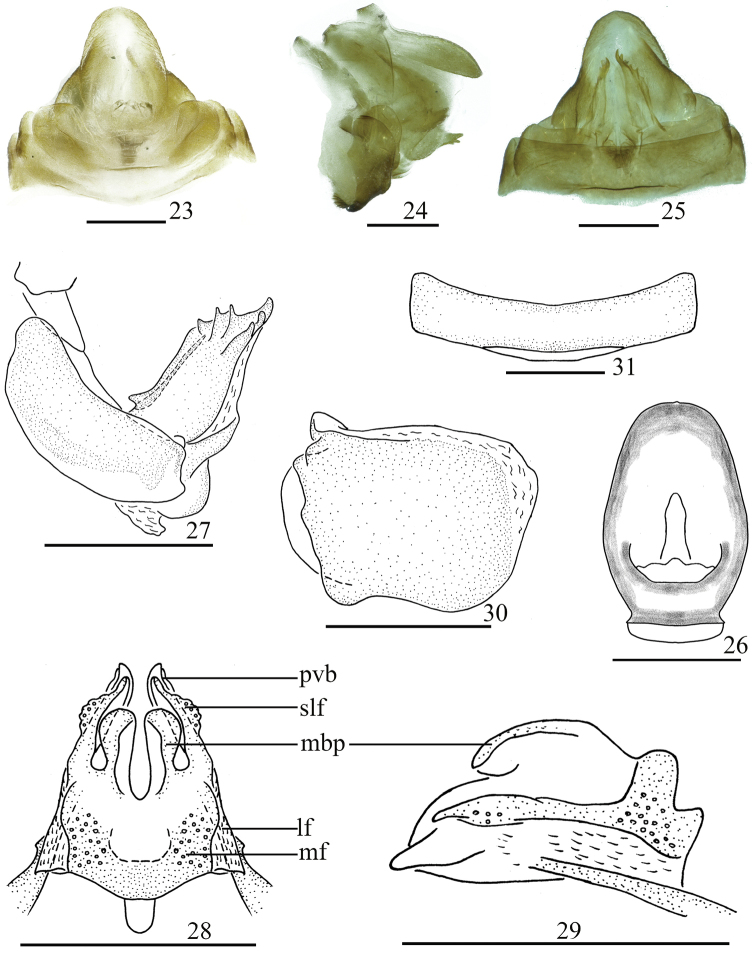 Figures 23–31.