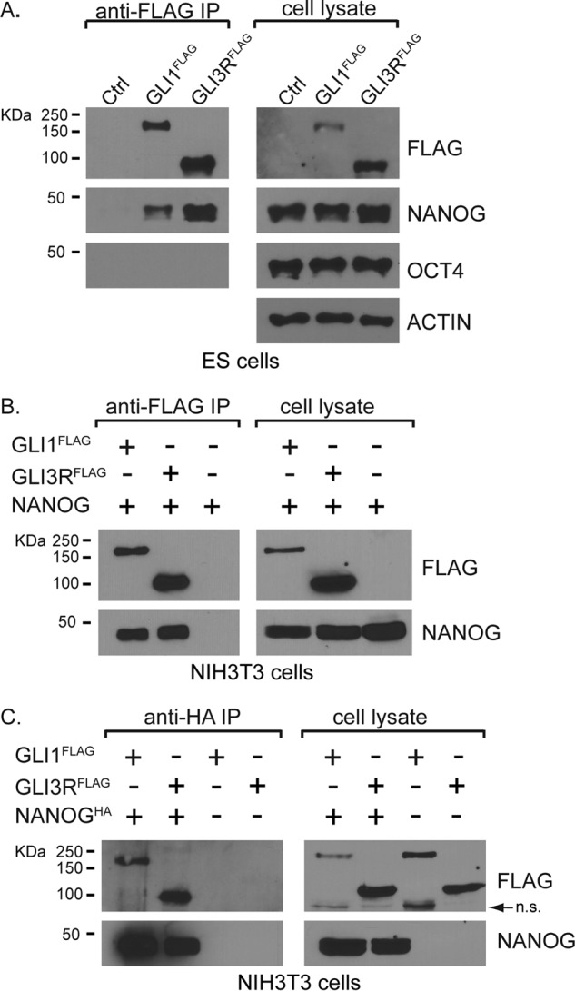 FIGURE 1.