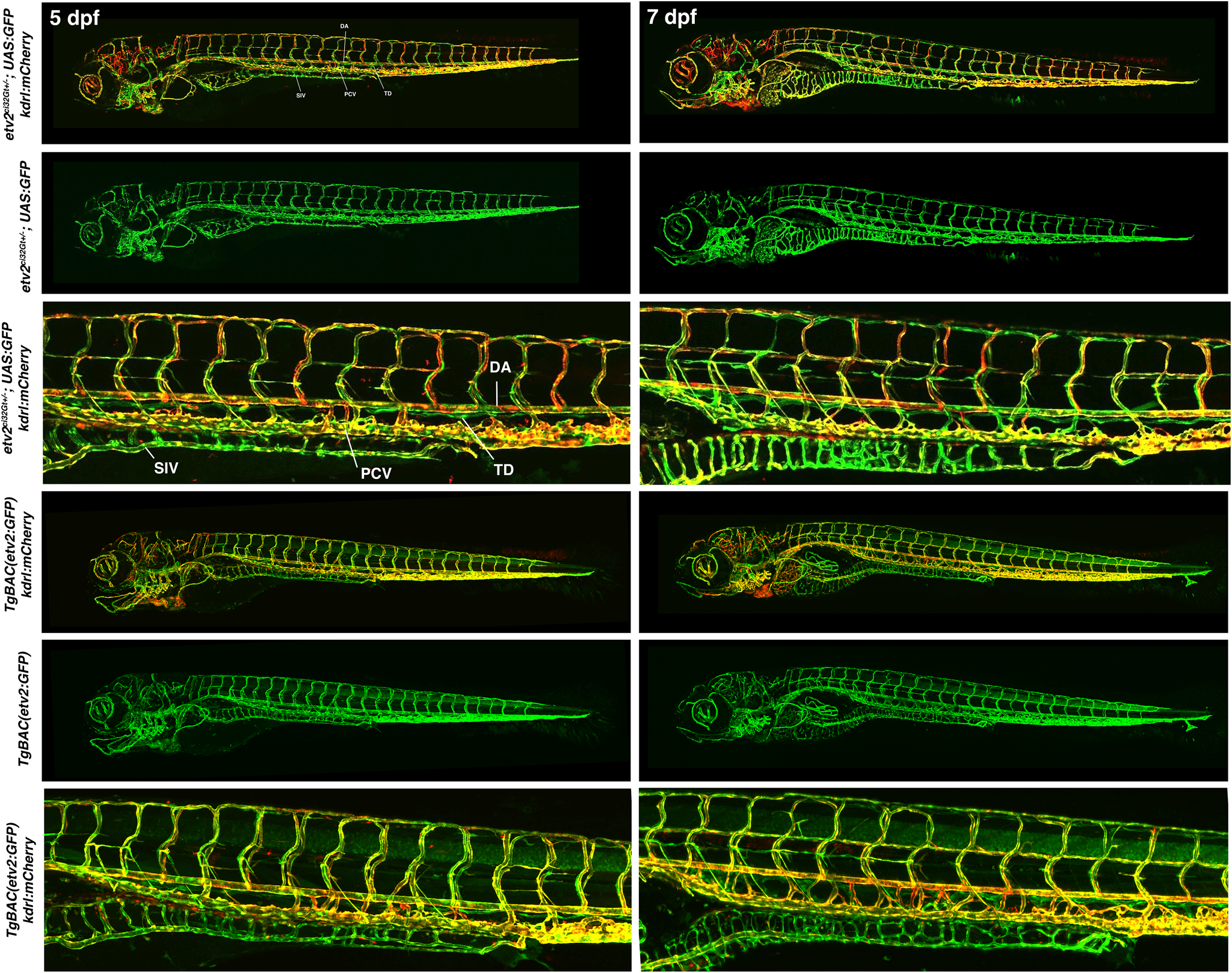 Figure 6.