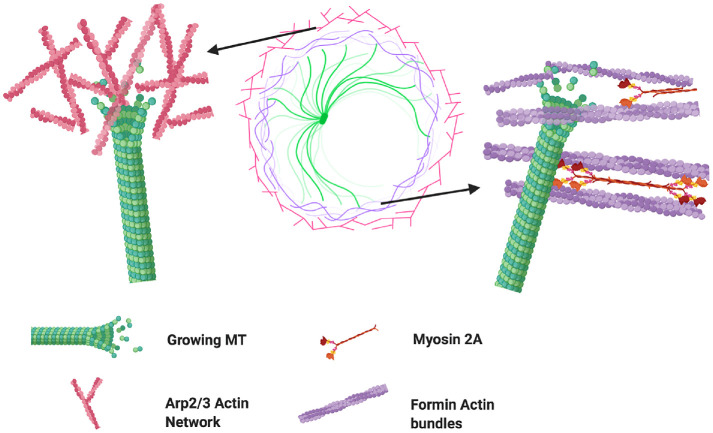 FIGURE 6: