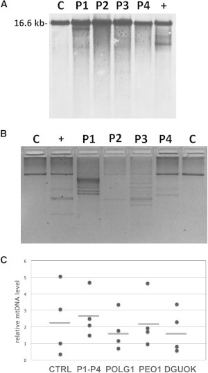 Figure 1