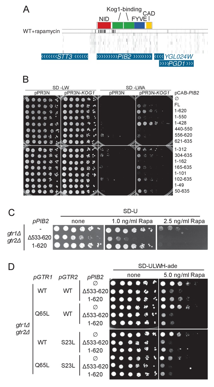 Figure 6—figure supplement 1.