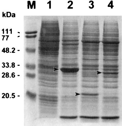 FIG. 1