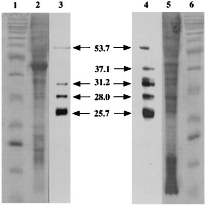 FIG. 5