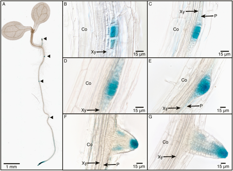 Fig. 8.