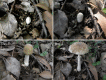 FIG 8