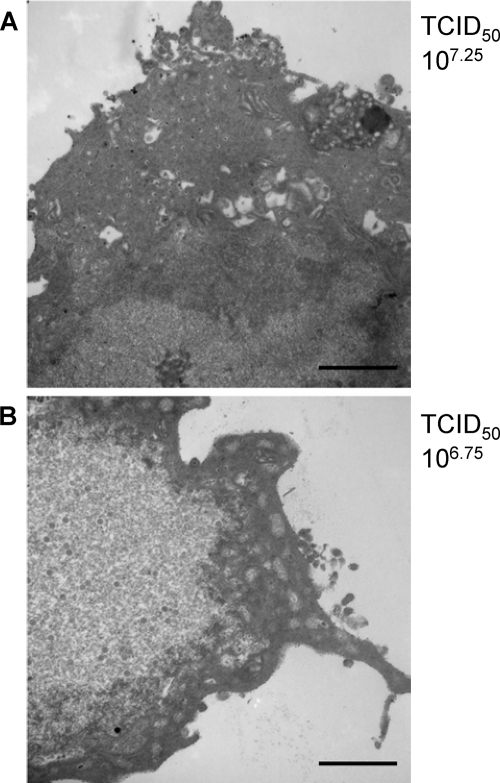 FIG. 5.