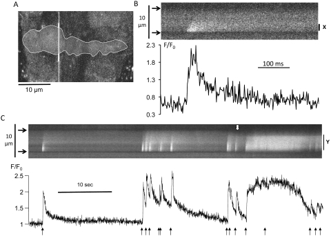 Figure 1.