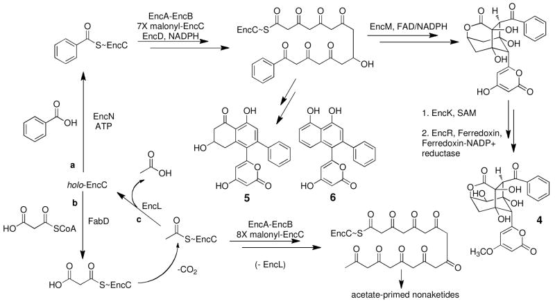 Scheme 1