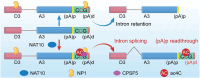 Graphical Abstract