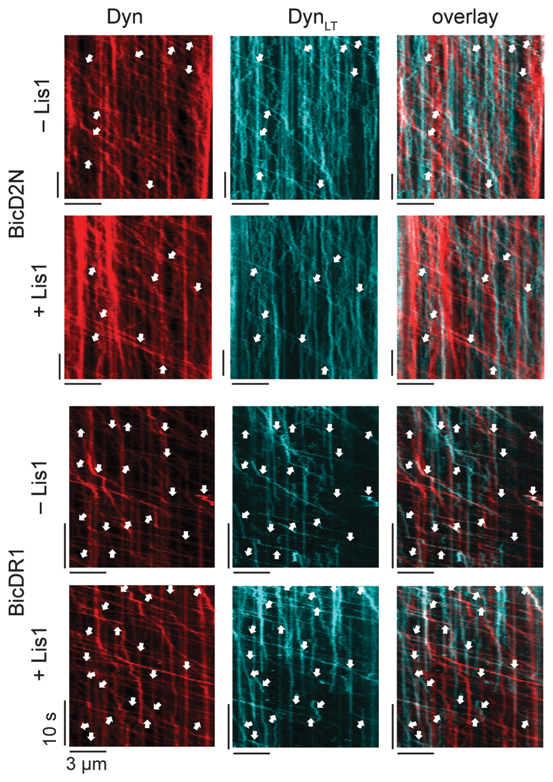 Extended Data Fig. 5