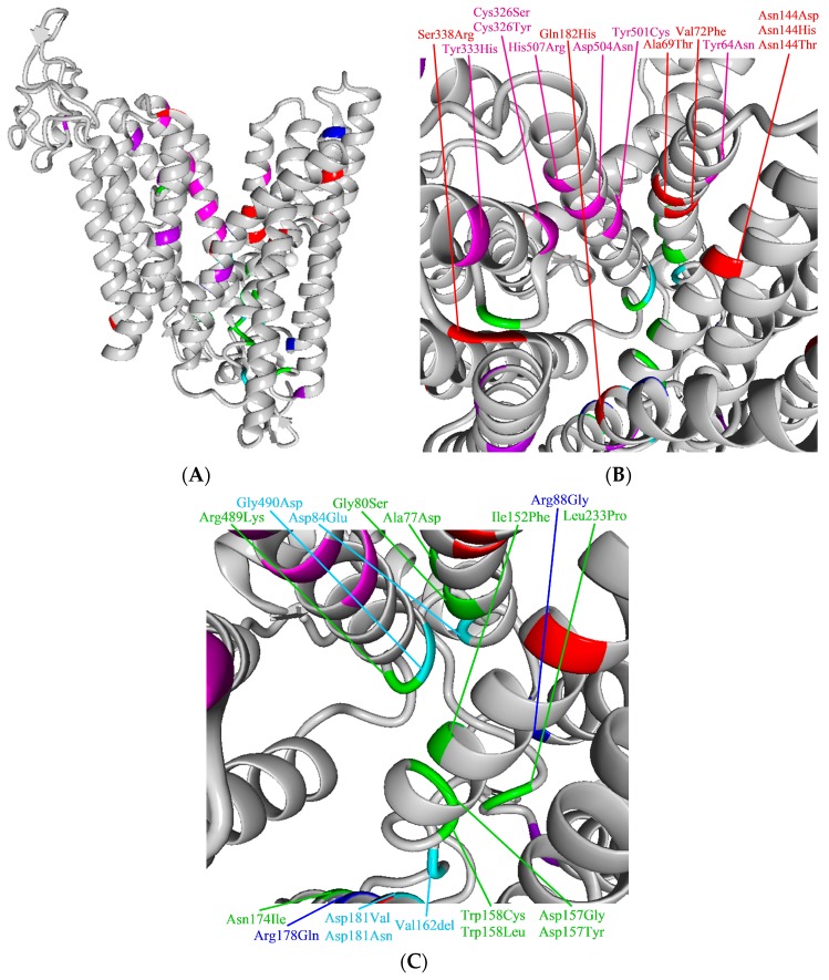 Twenty Years of Ferroportin Disease: A Review or An Update of Published ...