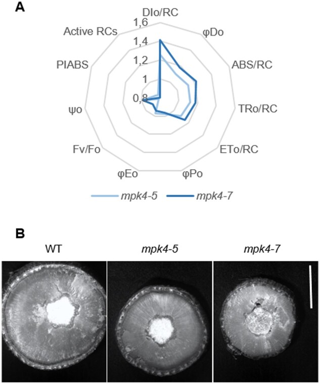 Figure 5