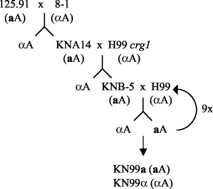 FIG. 7.