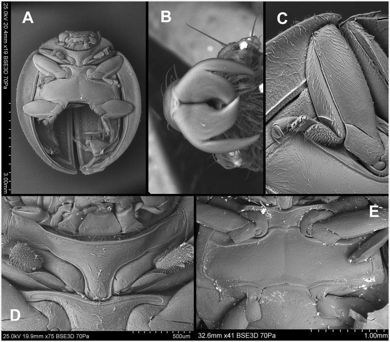 Fig. 14.