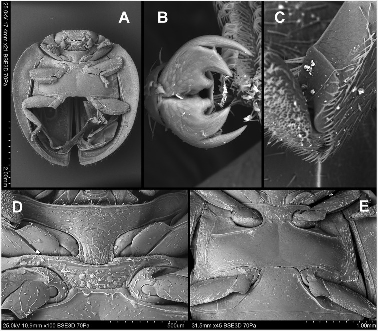 Fig. 8.