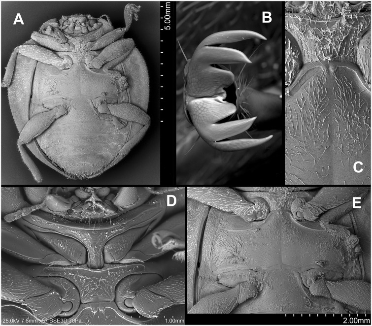 Fig. 50.