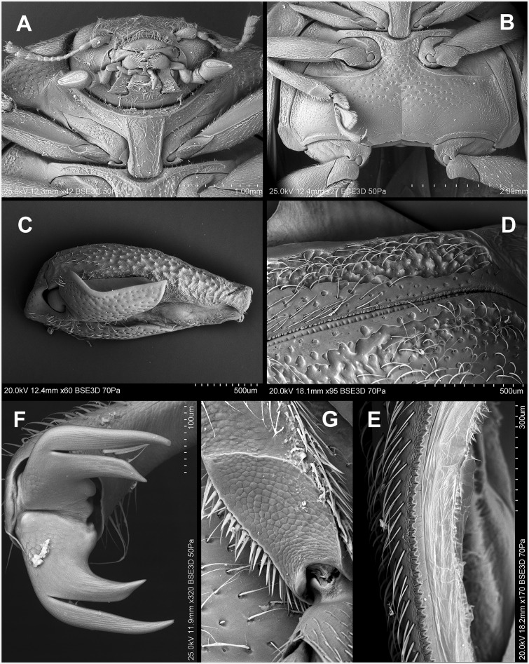 Fig. 38.