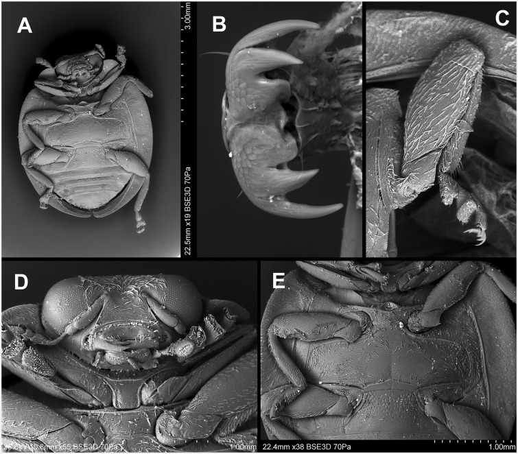 Fig. 29.