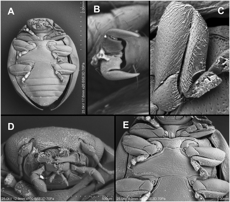 Fig. 59.