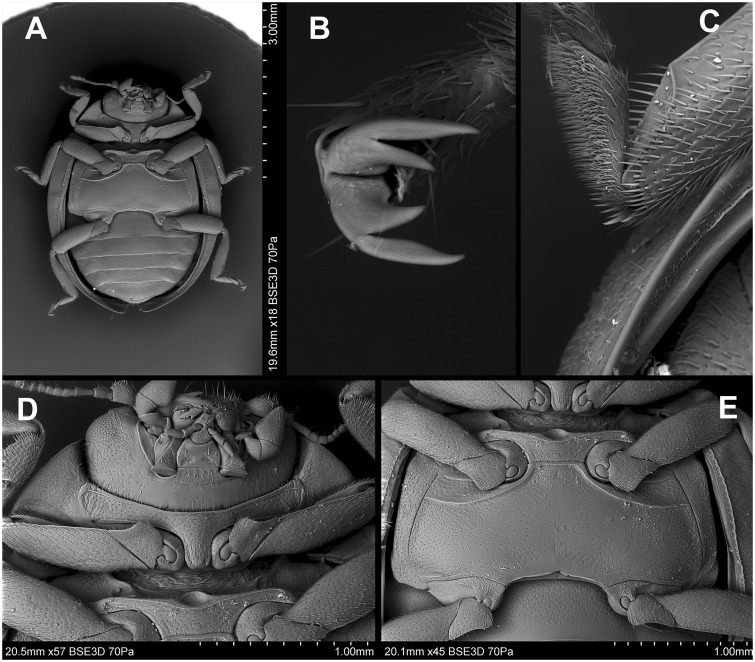 Fig. 65.