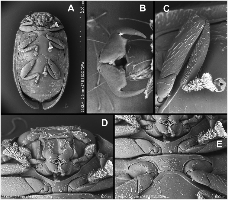 Fig. 2.