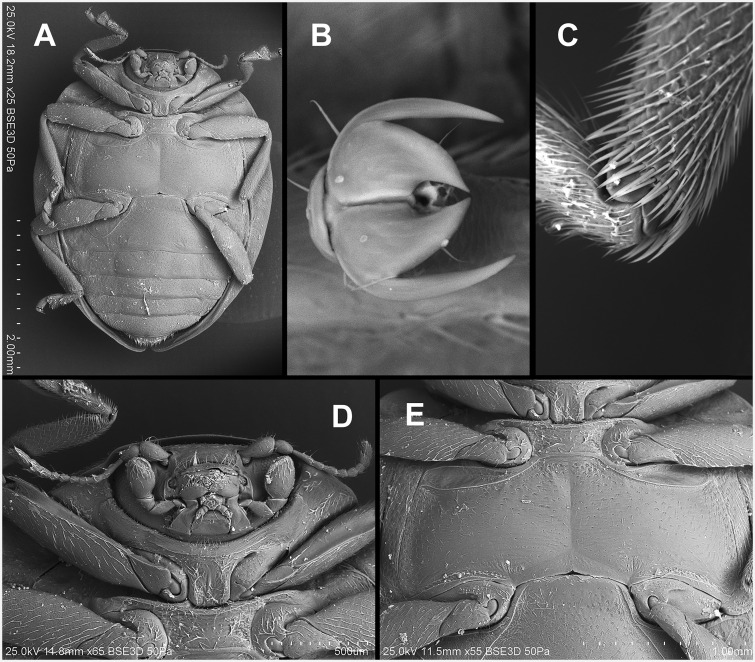 Fig. 32.