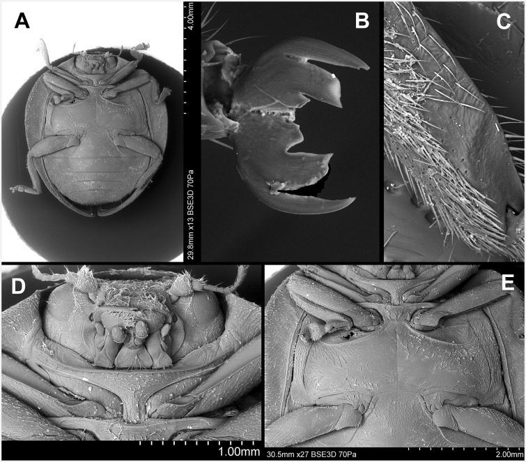 Fig. 5.