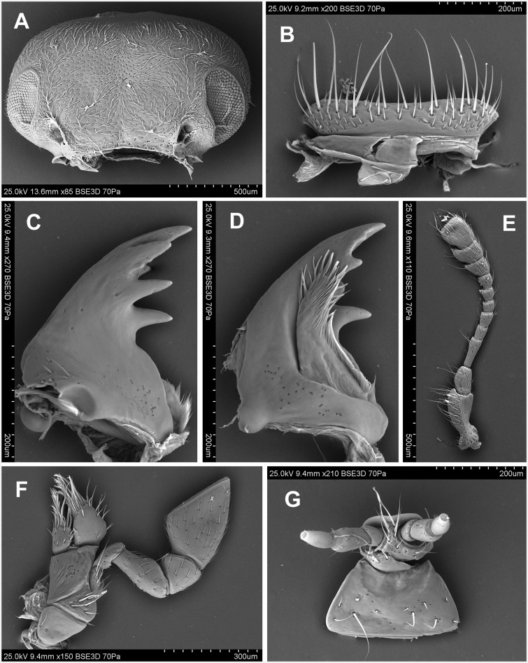 Fig. 10.