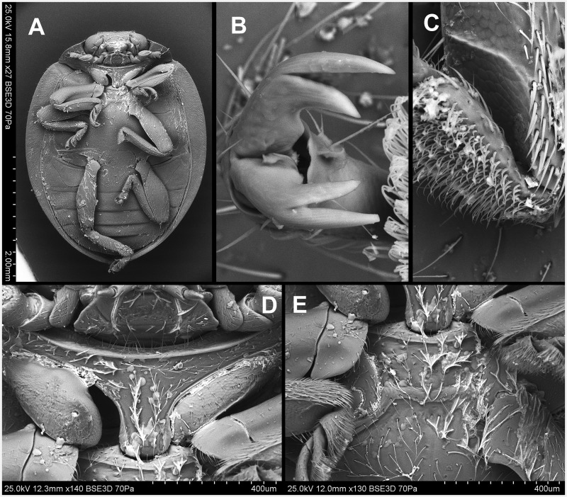 Fig. 20.