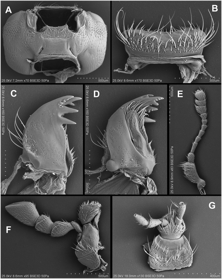 Fig. 40.