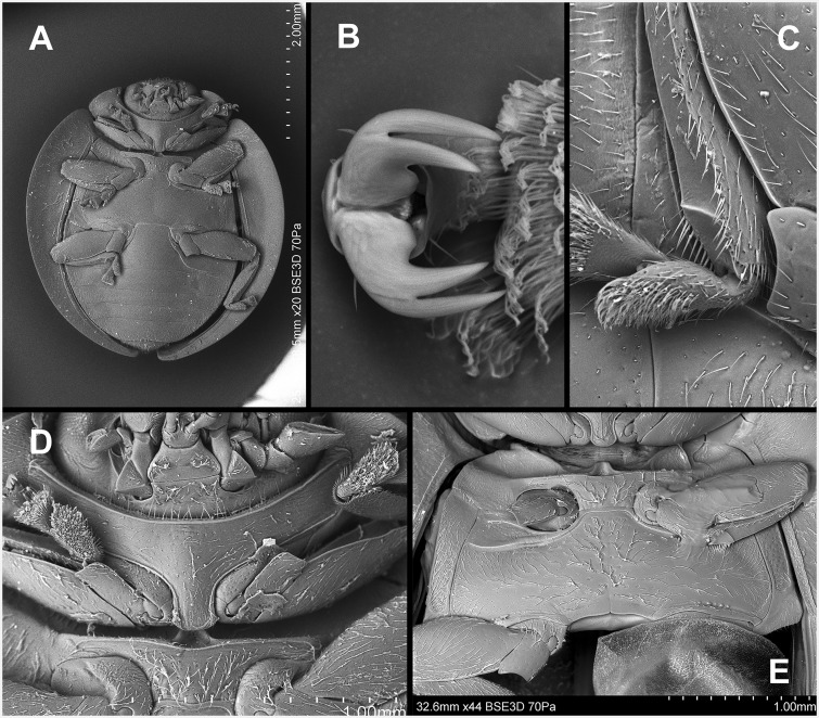 Fig. 56.