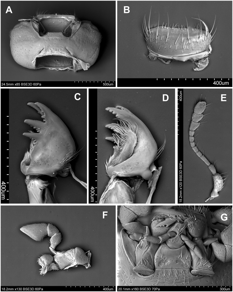 Fig. 64.