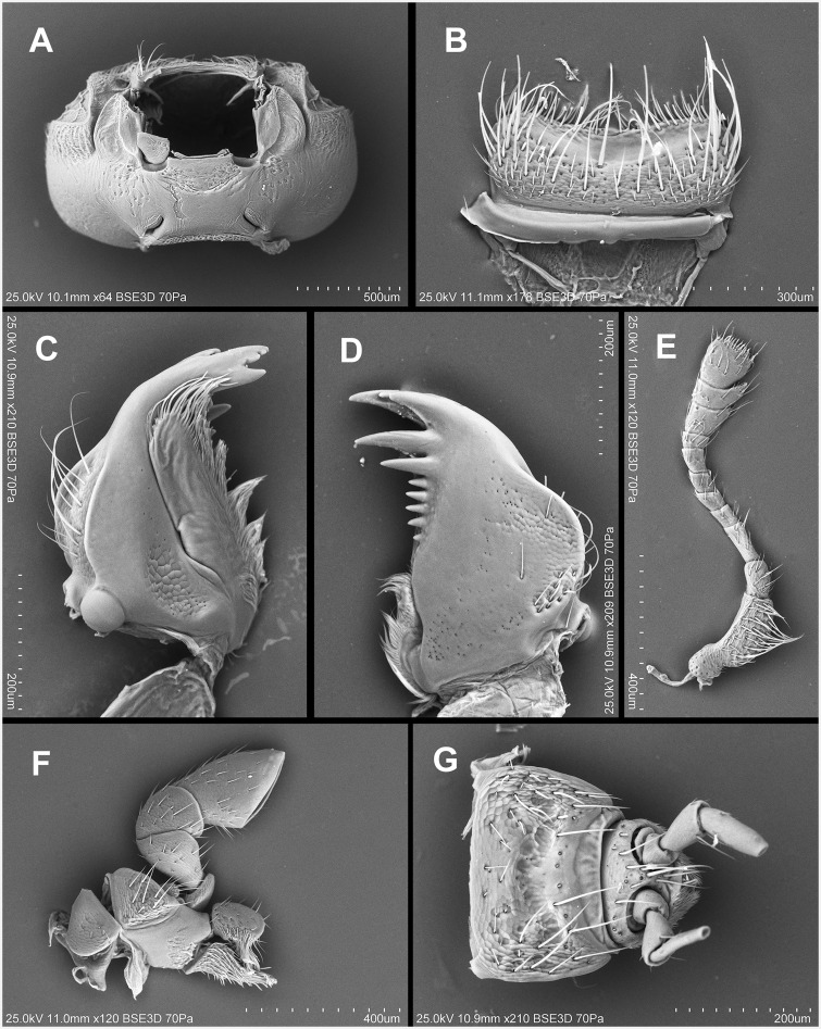 Fig. 34.