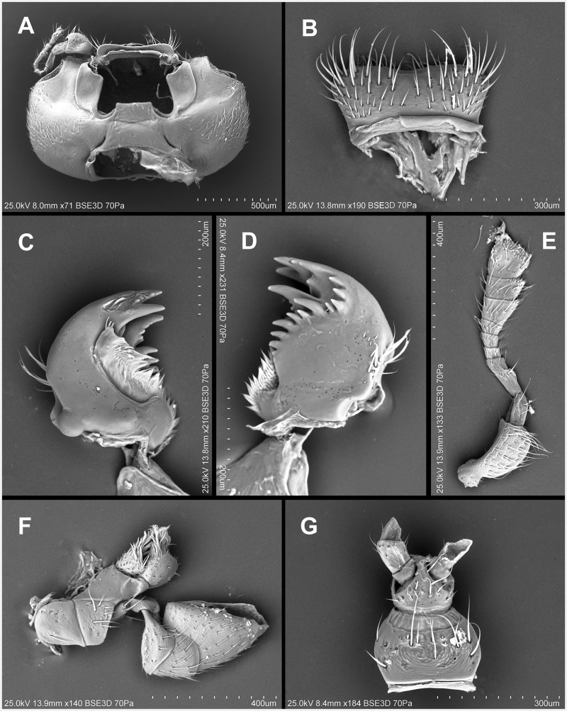 Fig. 16.