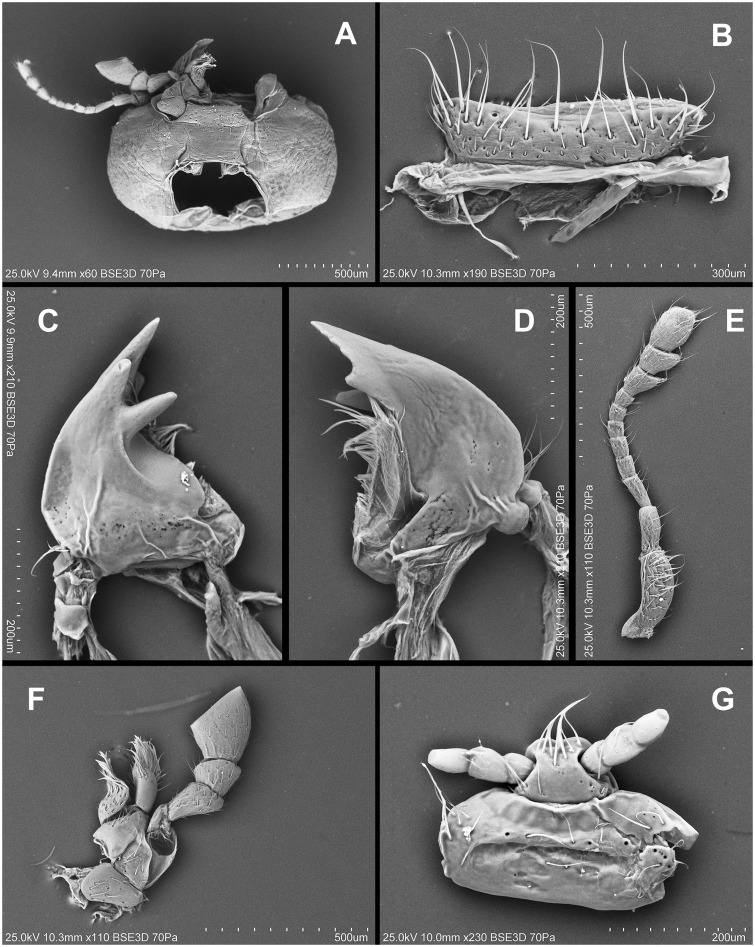 Fig. 61.