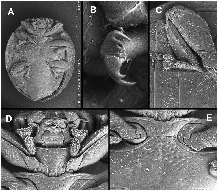 Fig. 62.